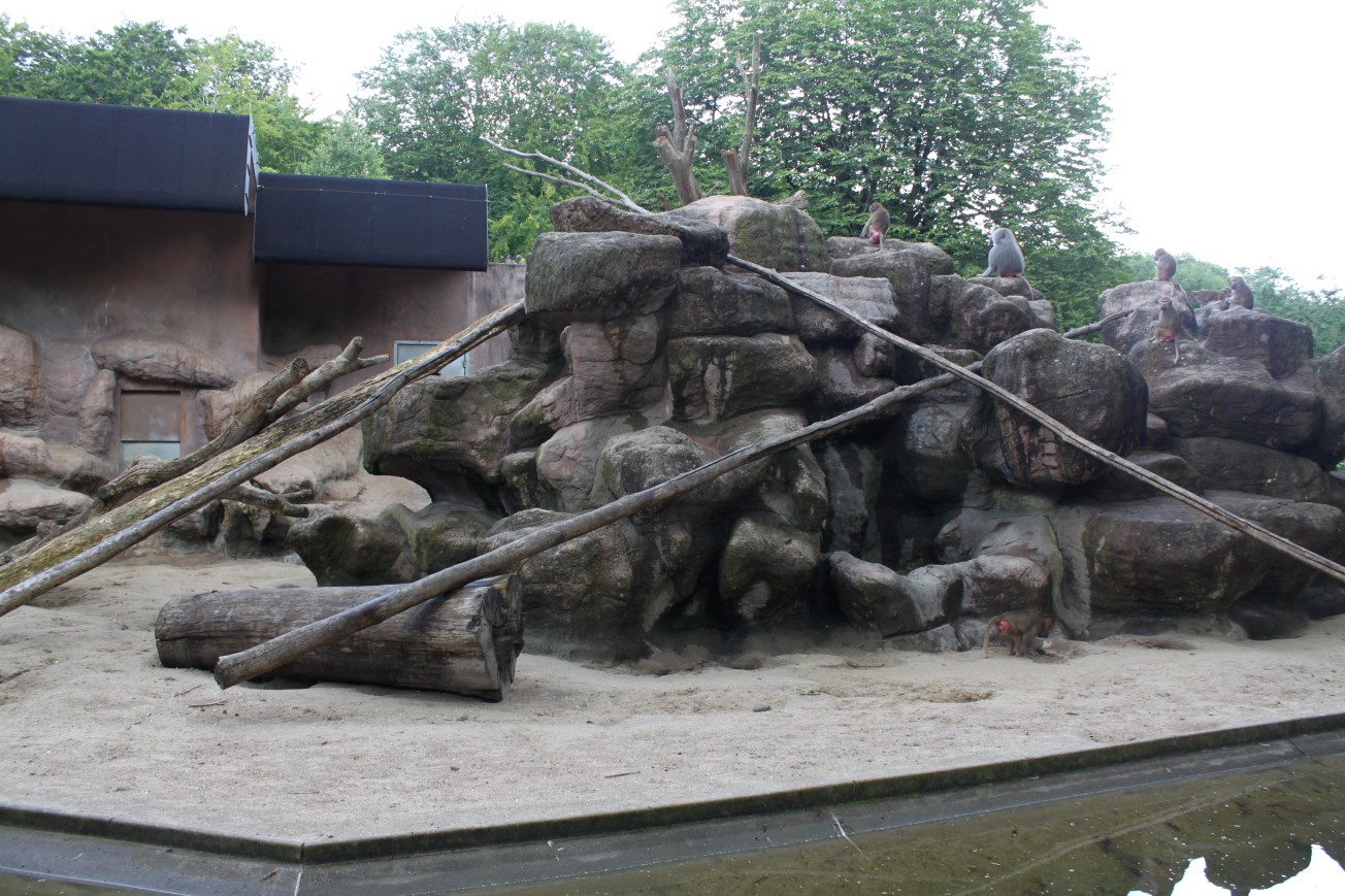 Aalborg Zoo - Baboon Island