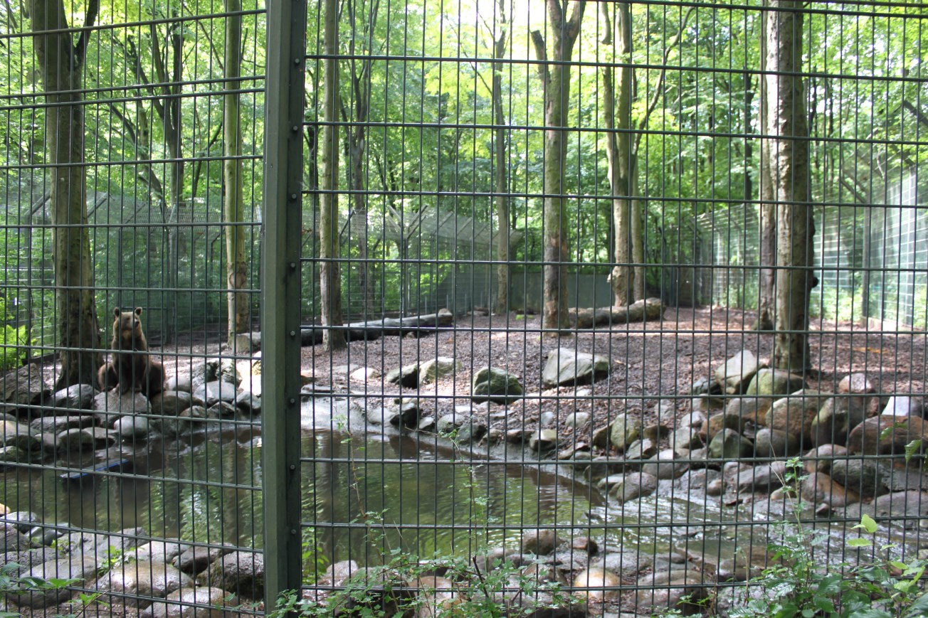 Aalborg Zoo - Brown bear exhibit