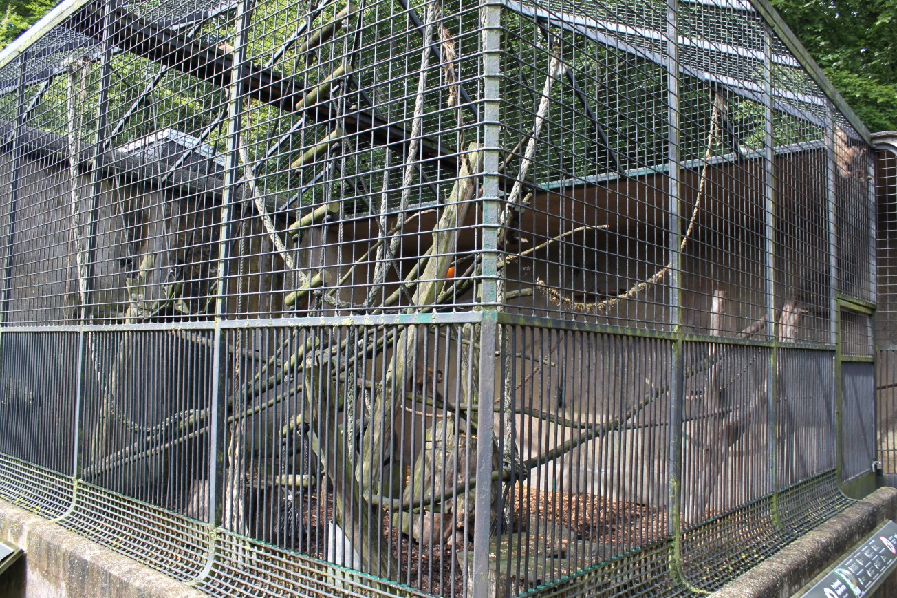 Aalborg Zoo - Capuchin monkey exhibit