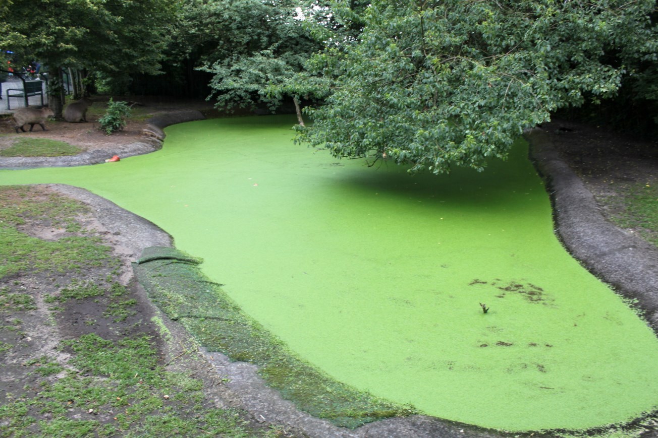 Aalborg Zoo - Capybara exhibit