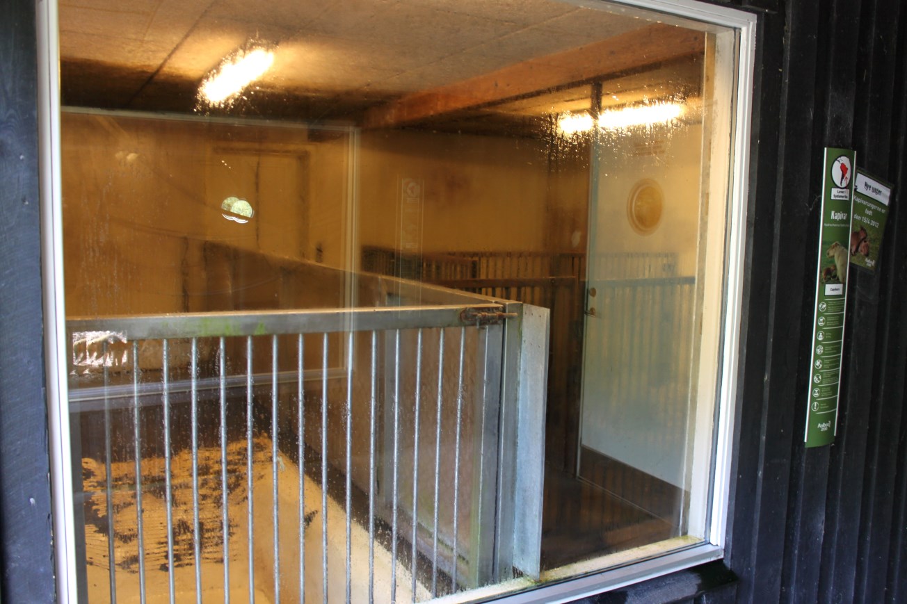 Aalborg Zoo - Capybara indoor exhibit