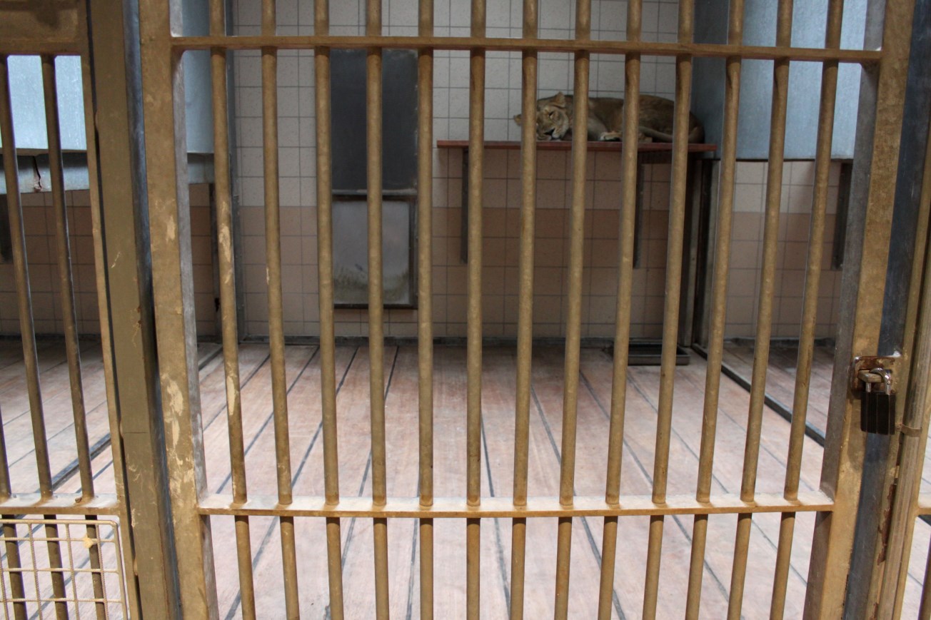 Aalborg Zoo - Carnivore House (Lion)