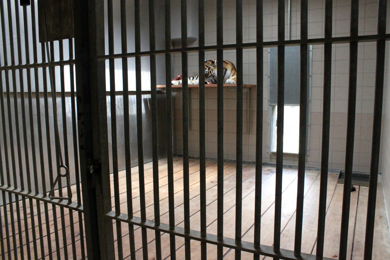 Aalborg Zoo - Carnivore House (Tiger)