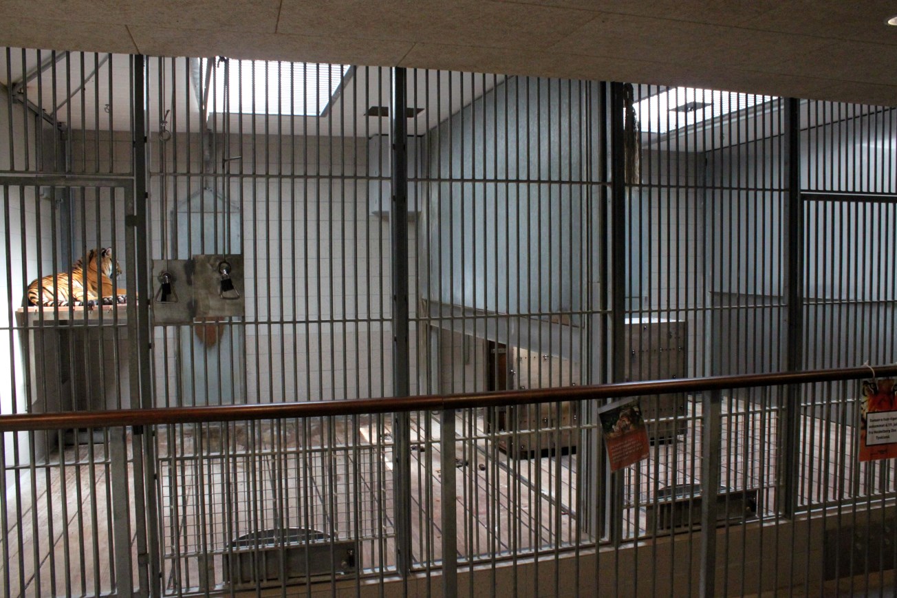 Aalborg Zoo - Carnivore House (Tiger)