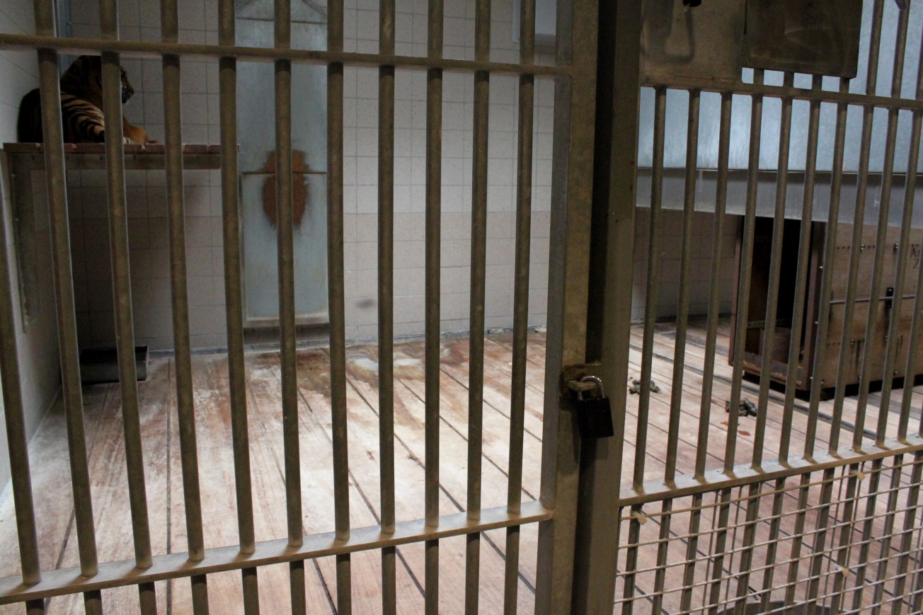 Aalborg Zoo - Carnivore House (Tiger)