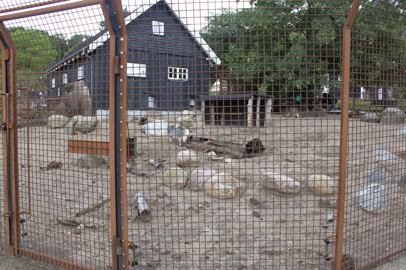 Aalborg Zoo - Children's Zoo (Minipigs)