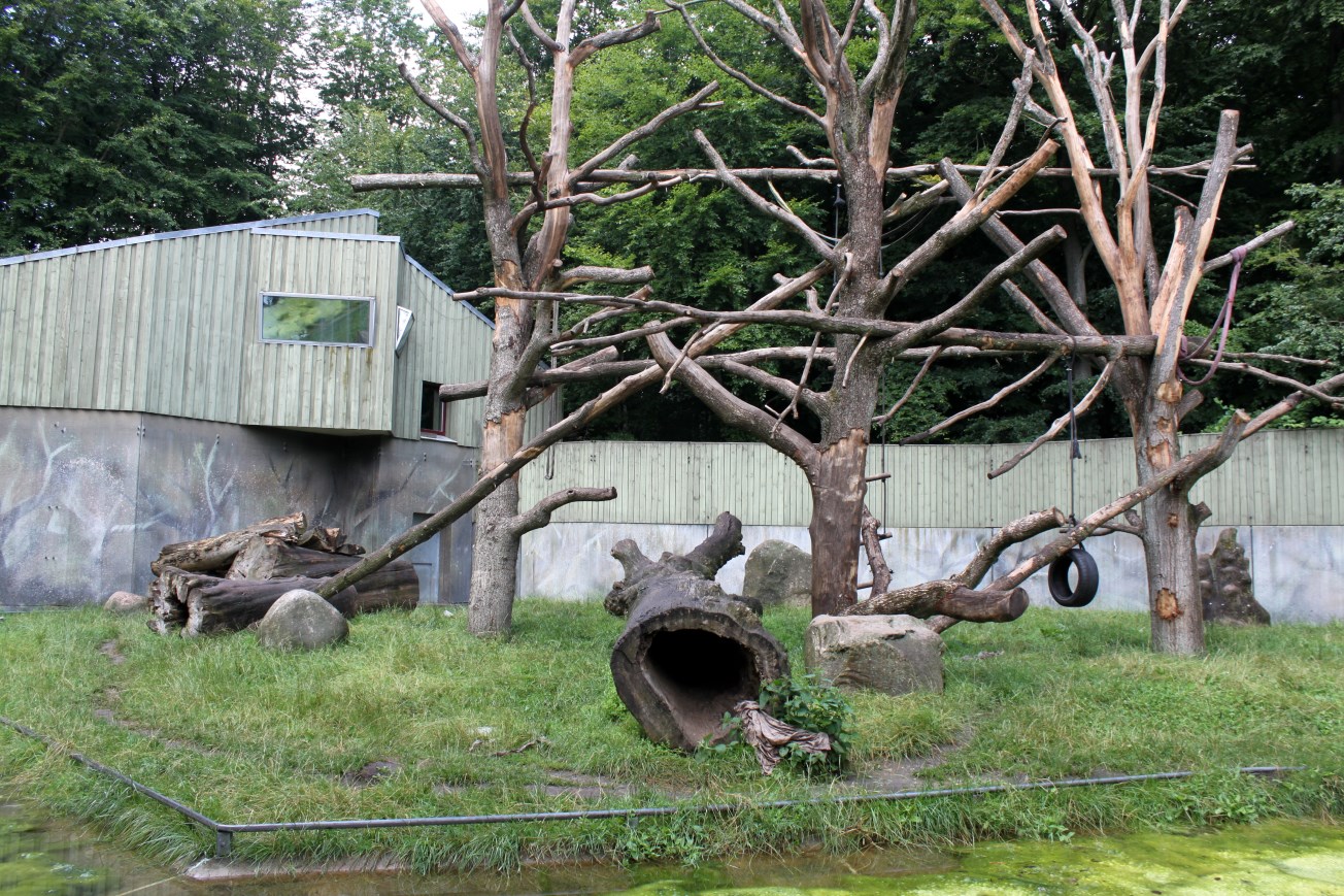 Aalborg Zoo - Chimpanzee exhibit