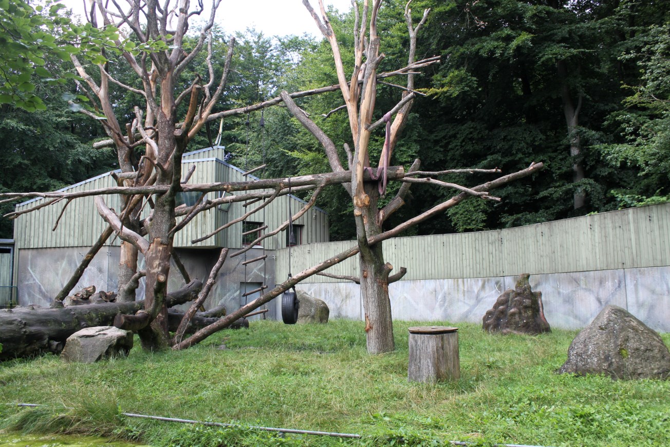 Aalborg Zoo - Chimpanzee exhibit