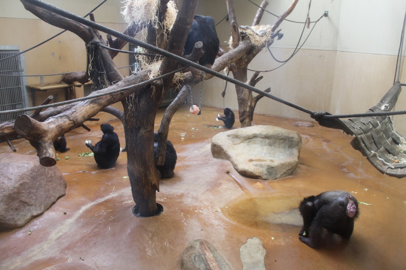 Aalborg Zoo - Chimpanzee House