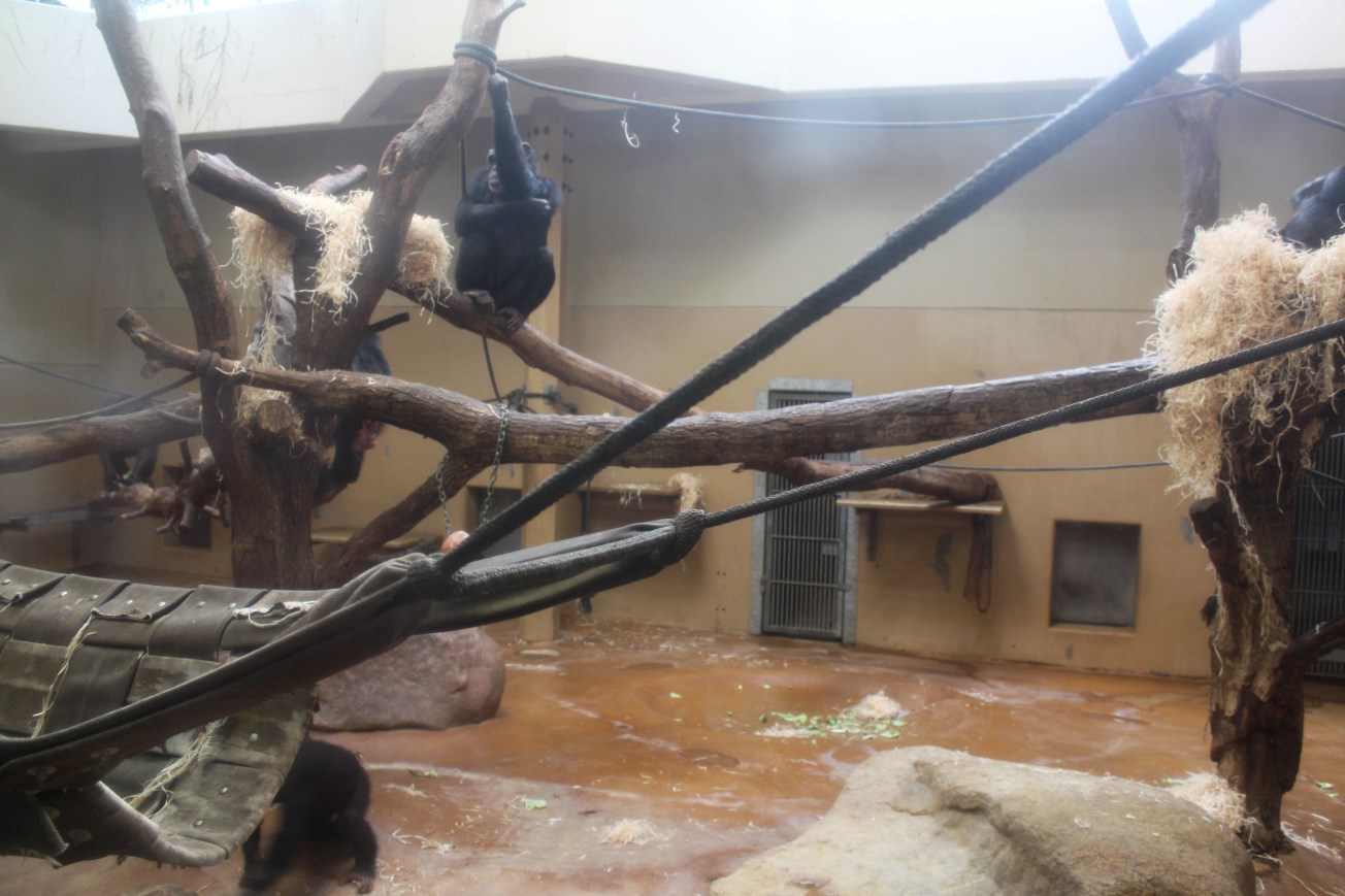 Aalborg Zoo - Chimpanzee House
