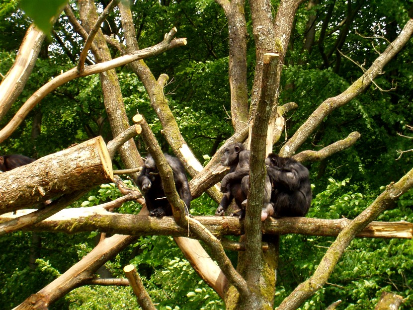 Aalborg Zoo - Chimpanzees