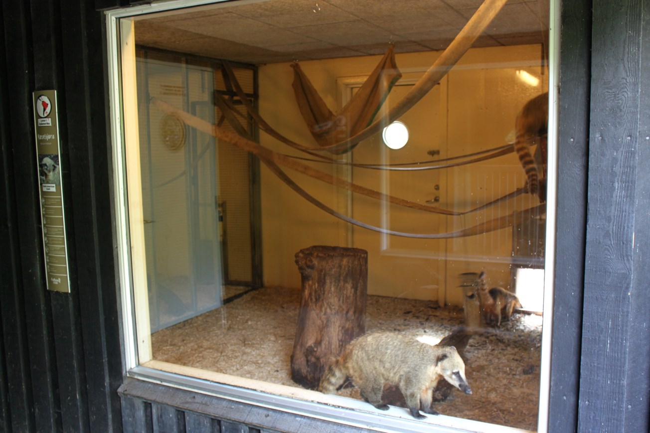 Aalborg Zoo - Coati indoor exhibit