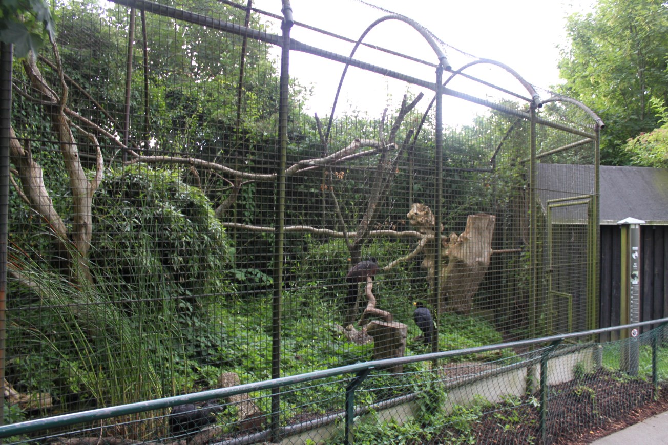 Aalborg Zoo - Curassow aviary