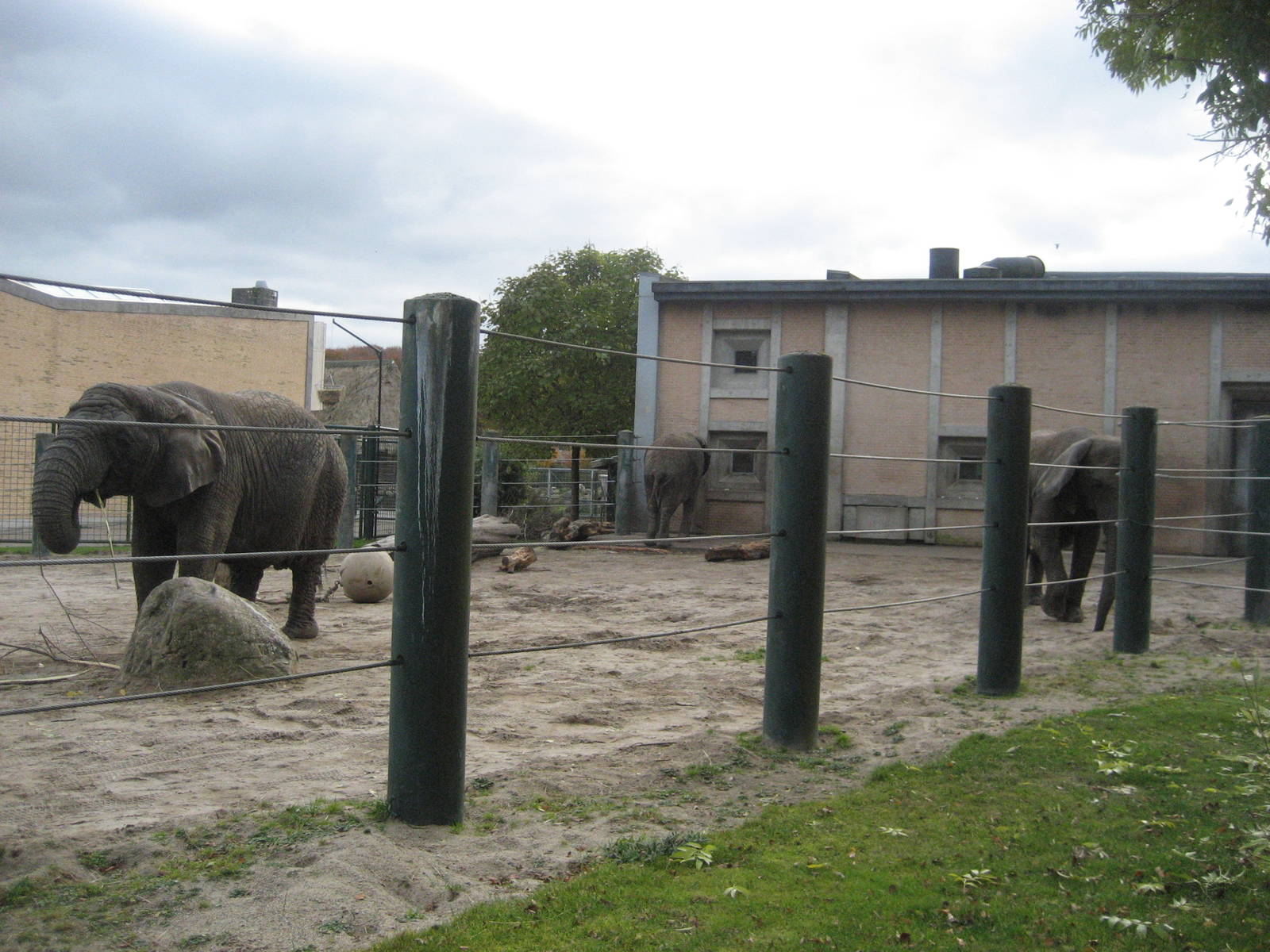 Aalborg Zoo - Elephant exhibit