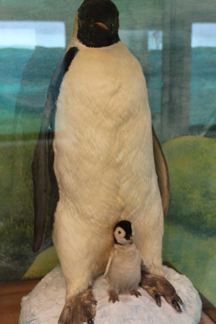 Aalborg Zoo - Emperor penguin