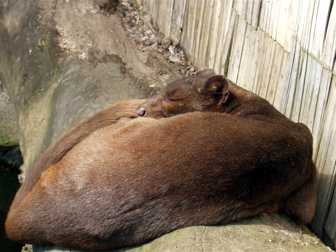 Aalborg Zoo - Fossa