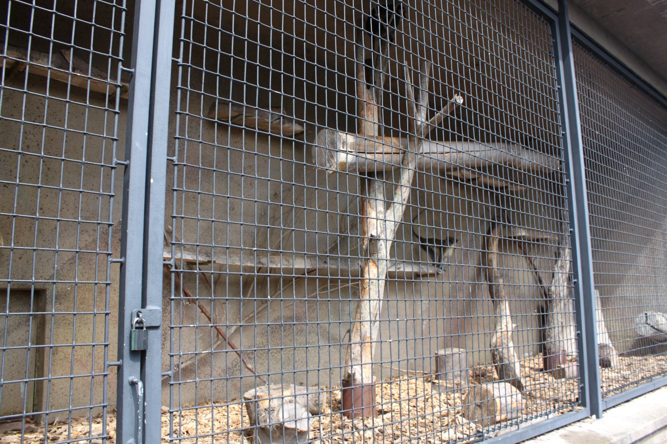 Aalborg Zoo - Green monkey exhibit