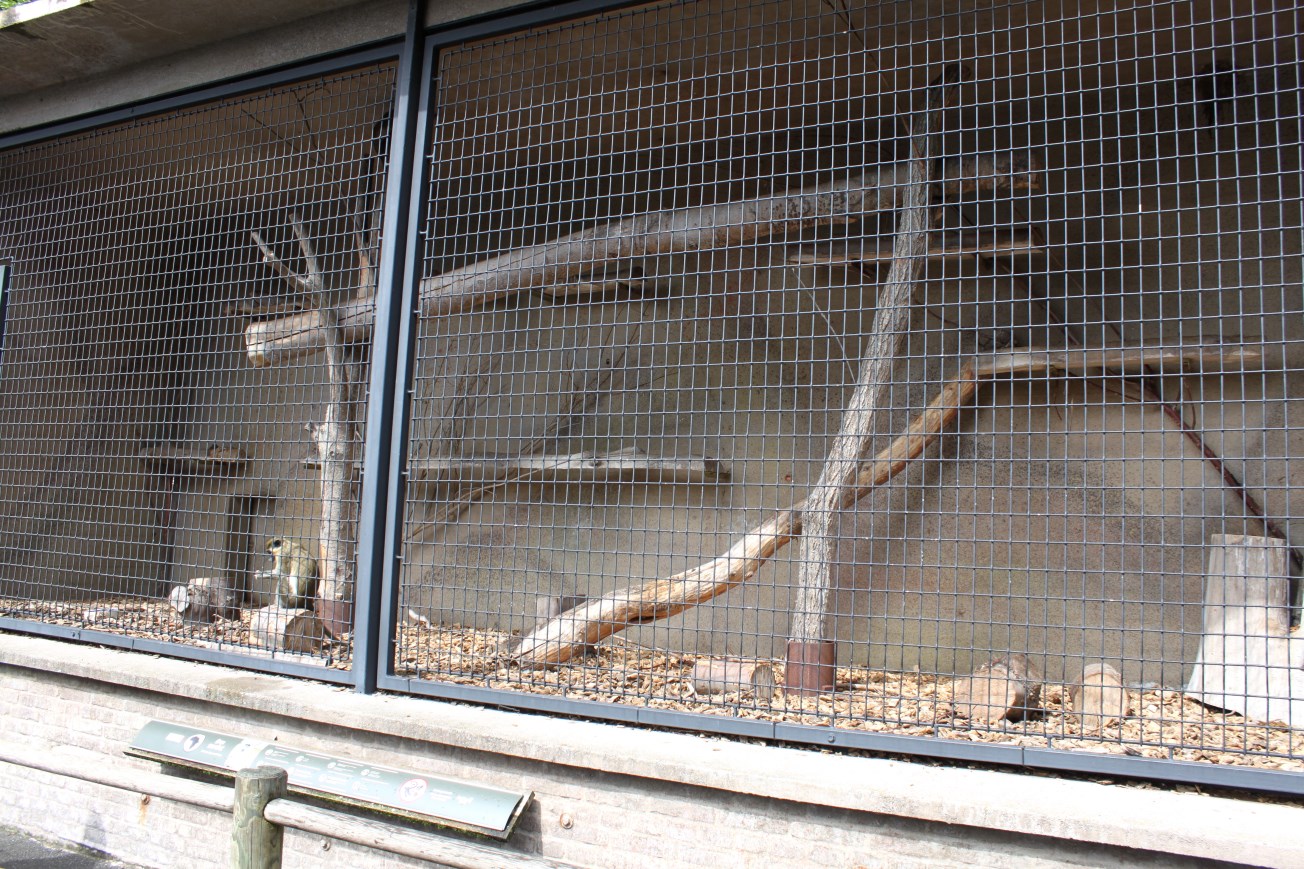 Aalborg Zoo - Green monkey exhibit