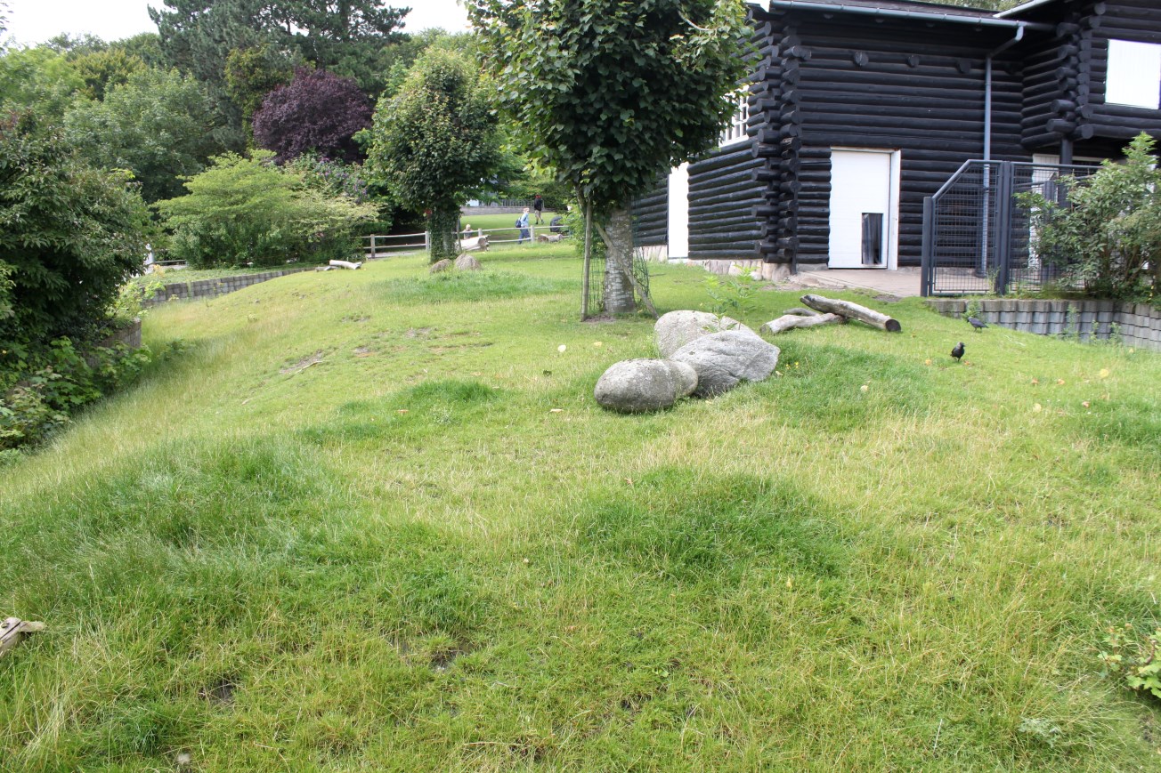 Aalborg Zoo - Grey kangaroo exhibit