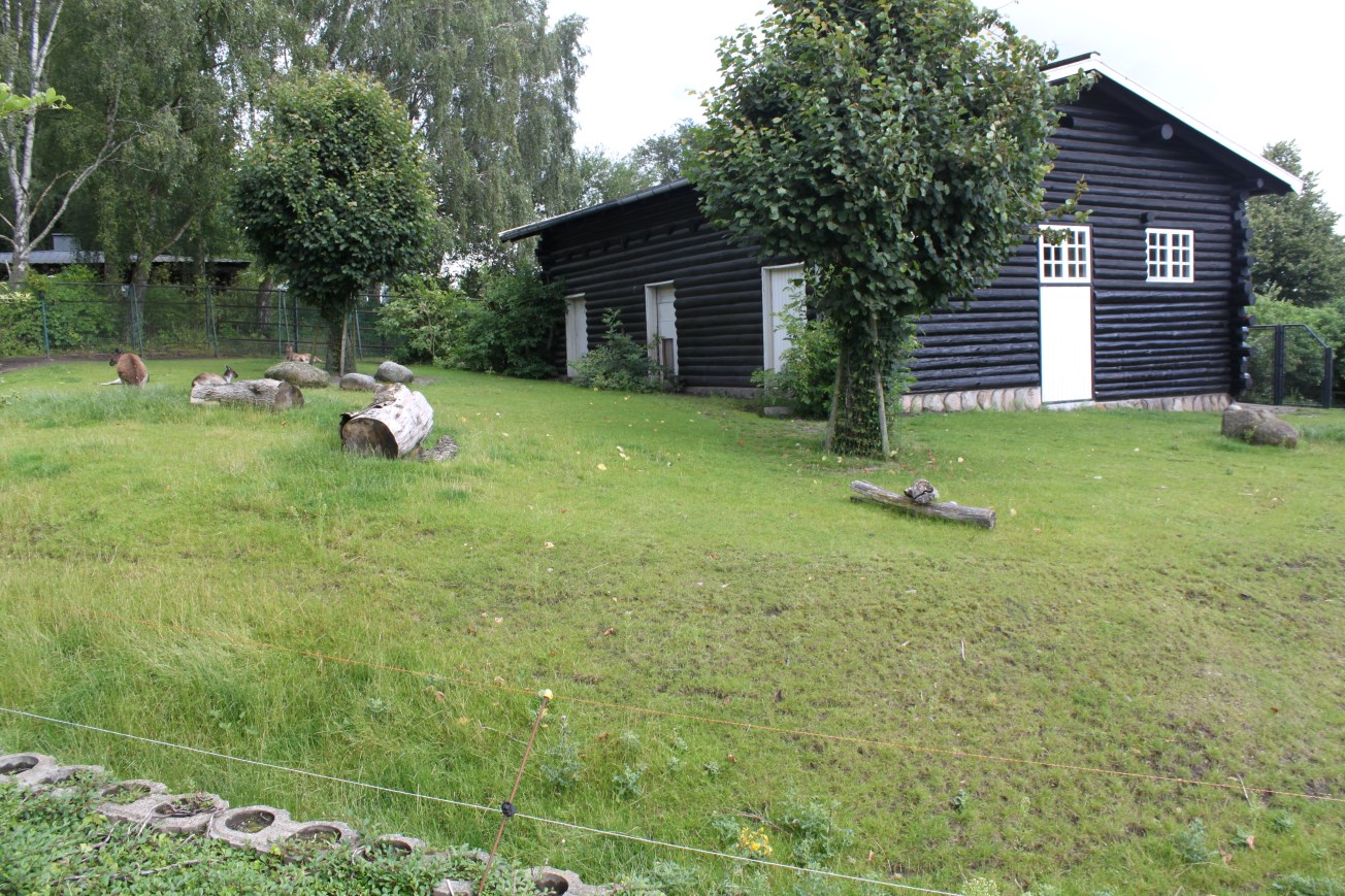 Aalborg Zoo - Grey kangaroo exhibit