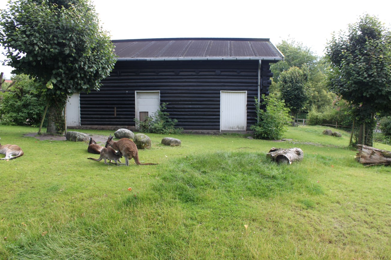 Aalborg Zoo - Grey kangaroo exhibit