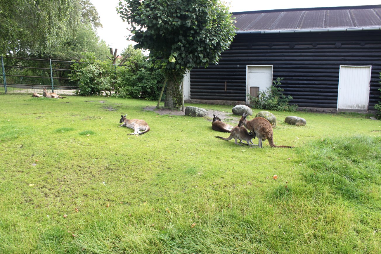 Aalborg Zoo - Grey kangaroo exhibit