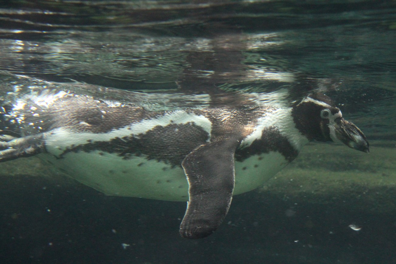 Aalborg Zoo - Humboldt penguin