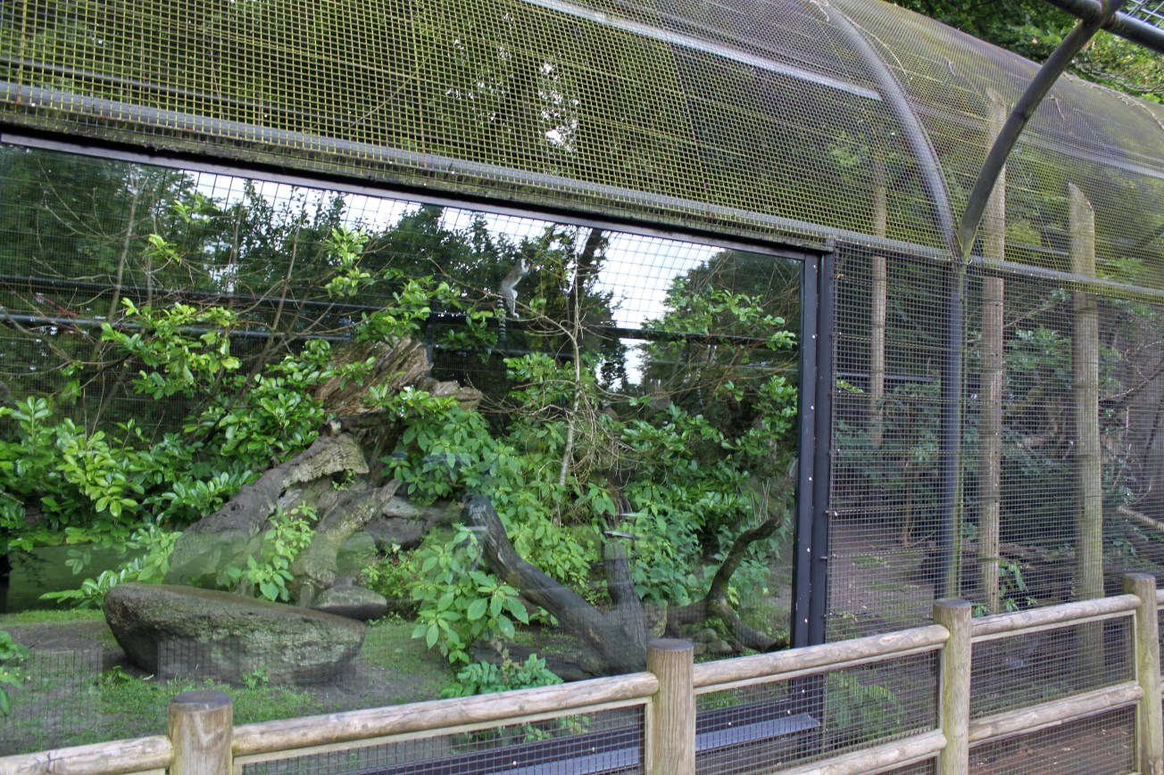 Aalborg Zoo - Lemur exhibit