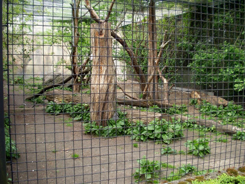 Aalborg Zoo - Leopard exhibit