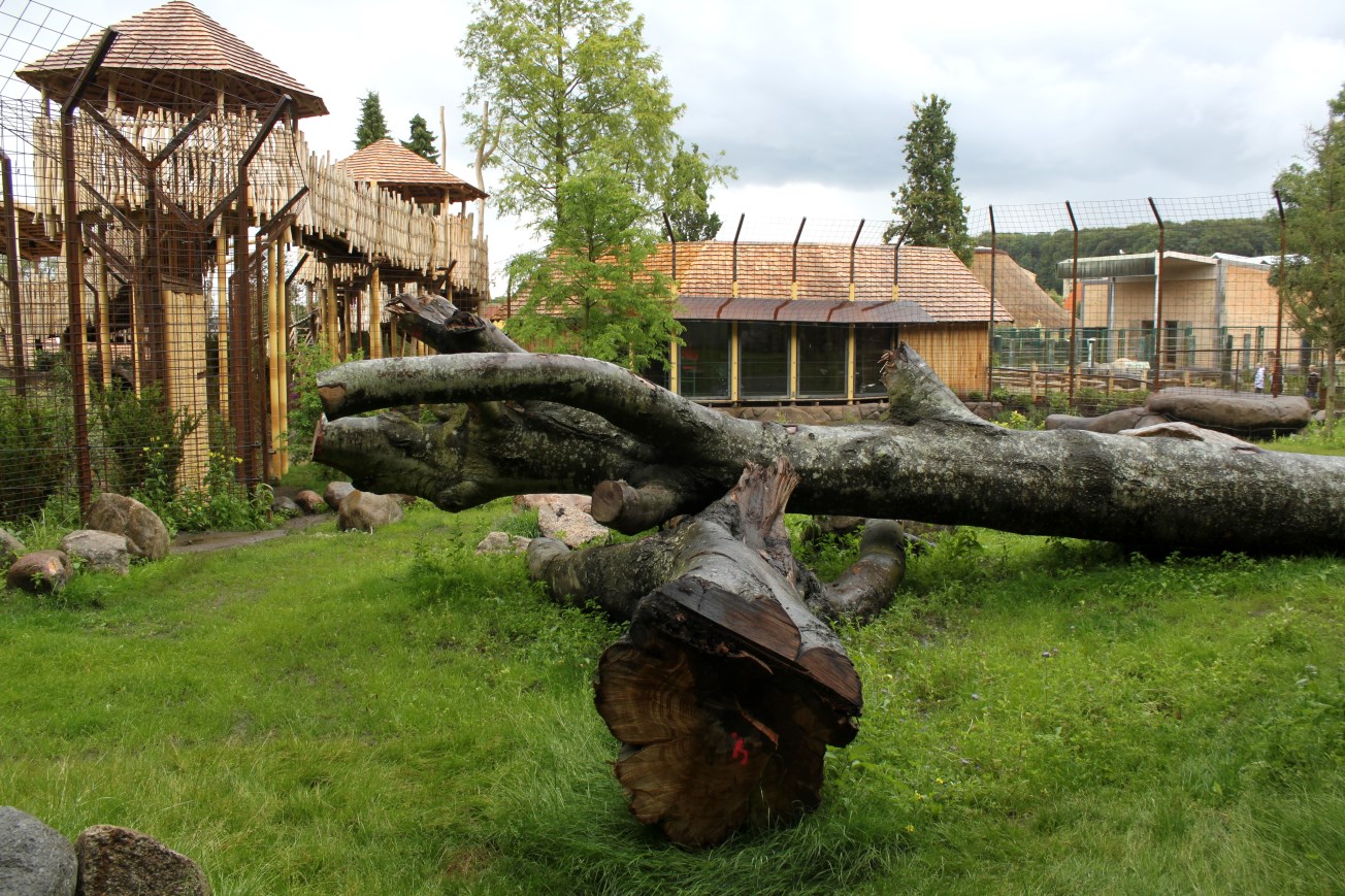 Aalborg Zoo - Lion exhibit