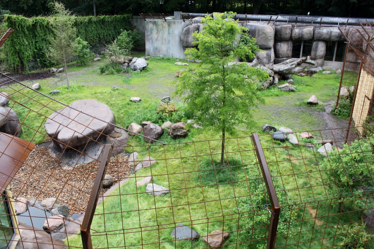 Aalborg Zoo - Lion exhibit