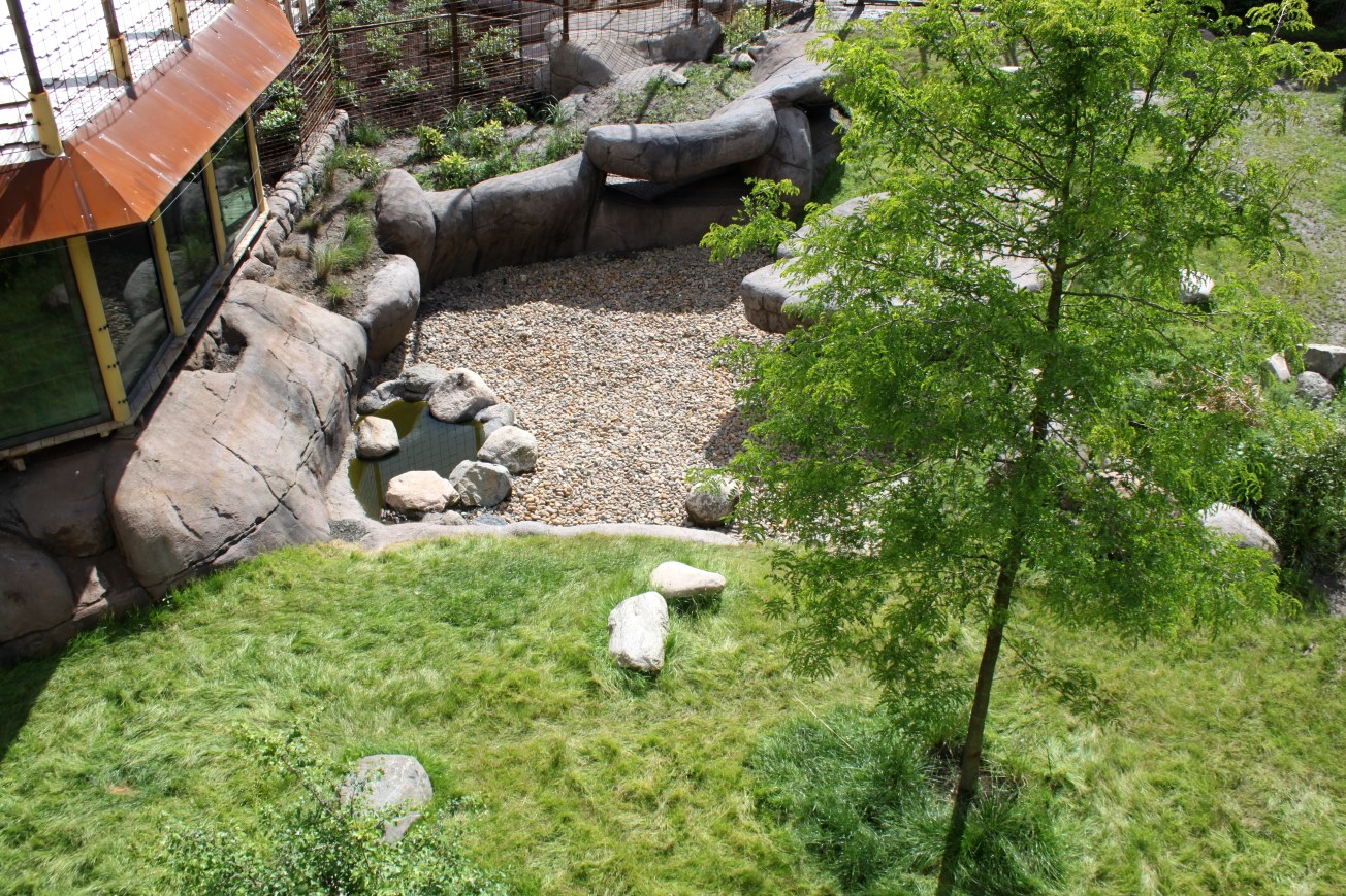 Aalborg Zoo - Lion exhibit
