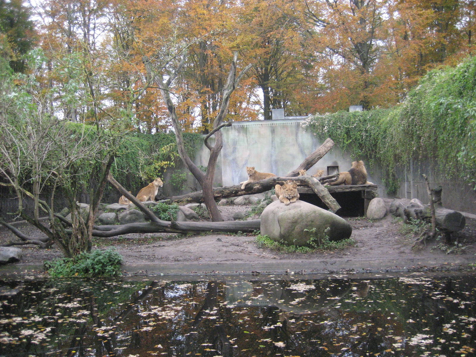 Aalborg Zoo - Lion exhibit