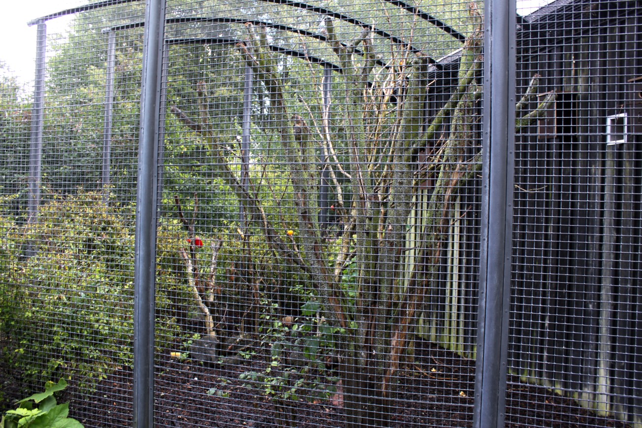 Aalborg Zoo - Lorikeet Aviary