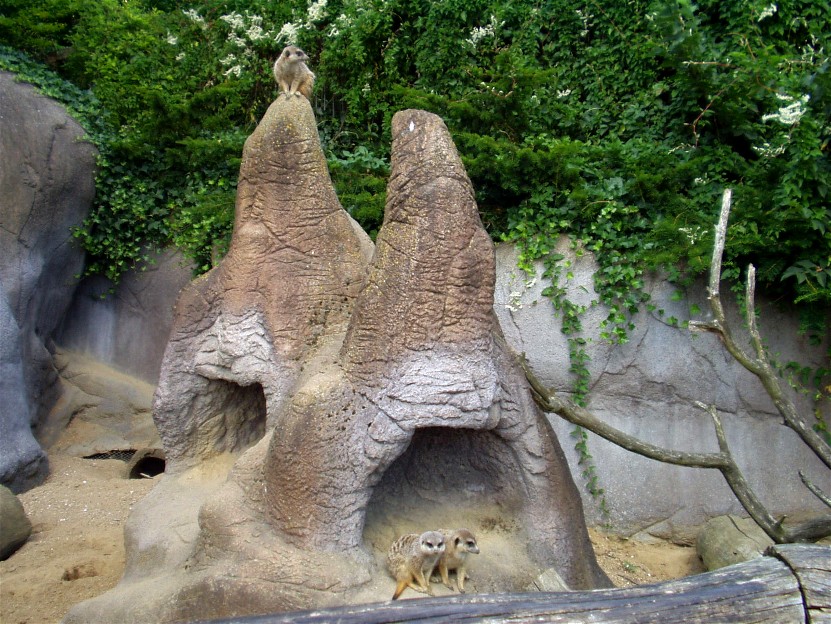 Aalborg Zoo - Meerkat exhibit