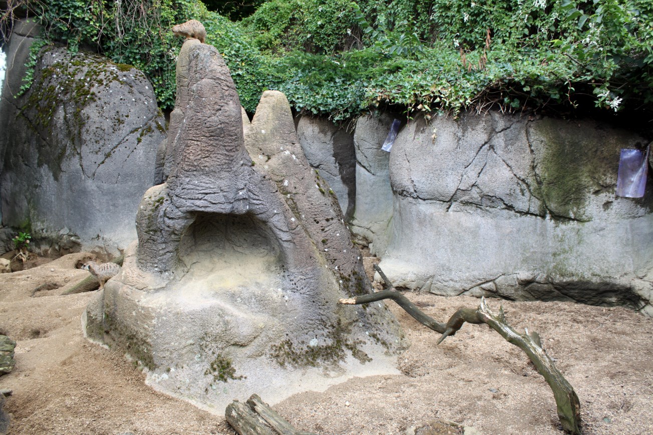 Aalborg Zoo - Meerkat exhibit