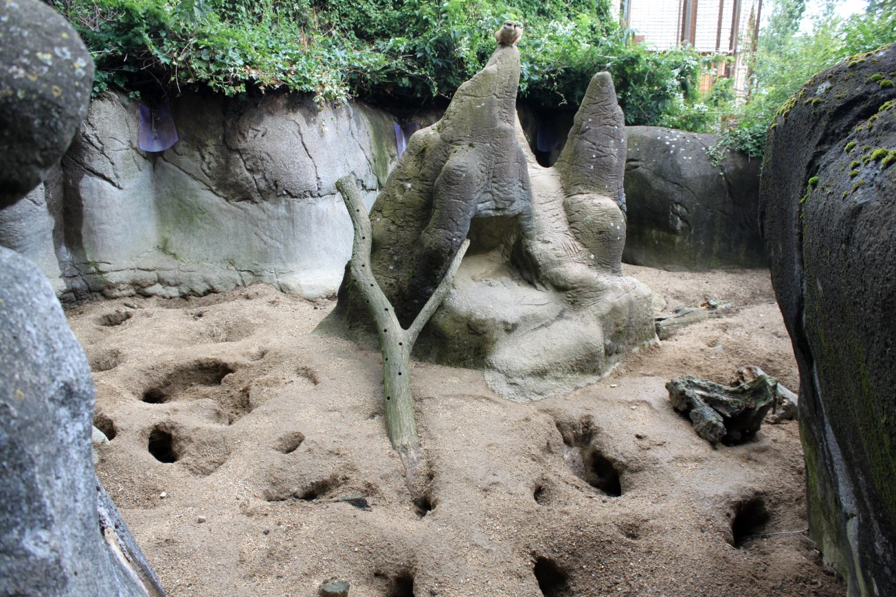 Aalborg Zoo - Meerkat exhibit