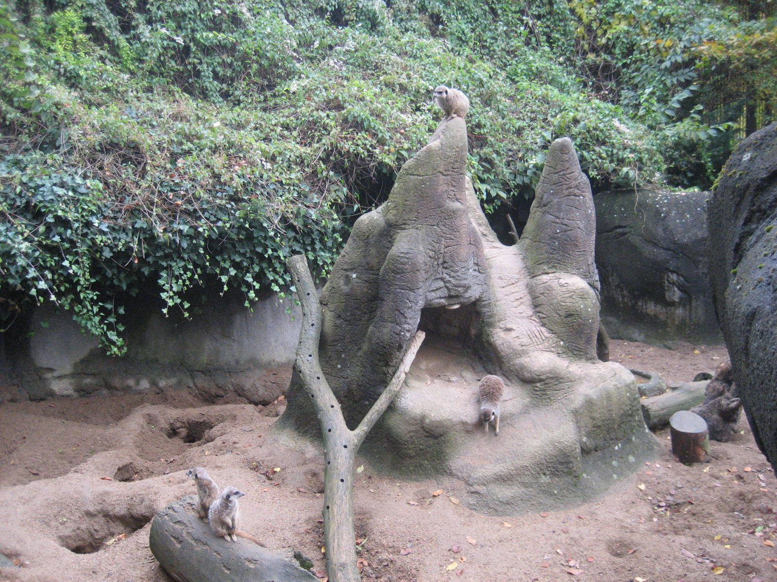 Aalborg Zoo - Meerkat exhibit