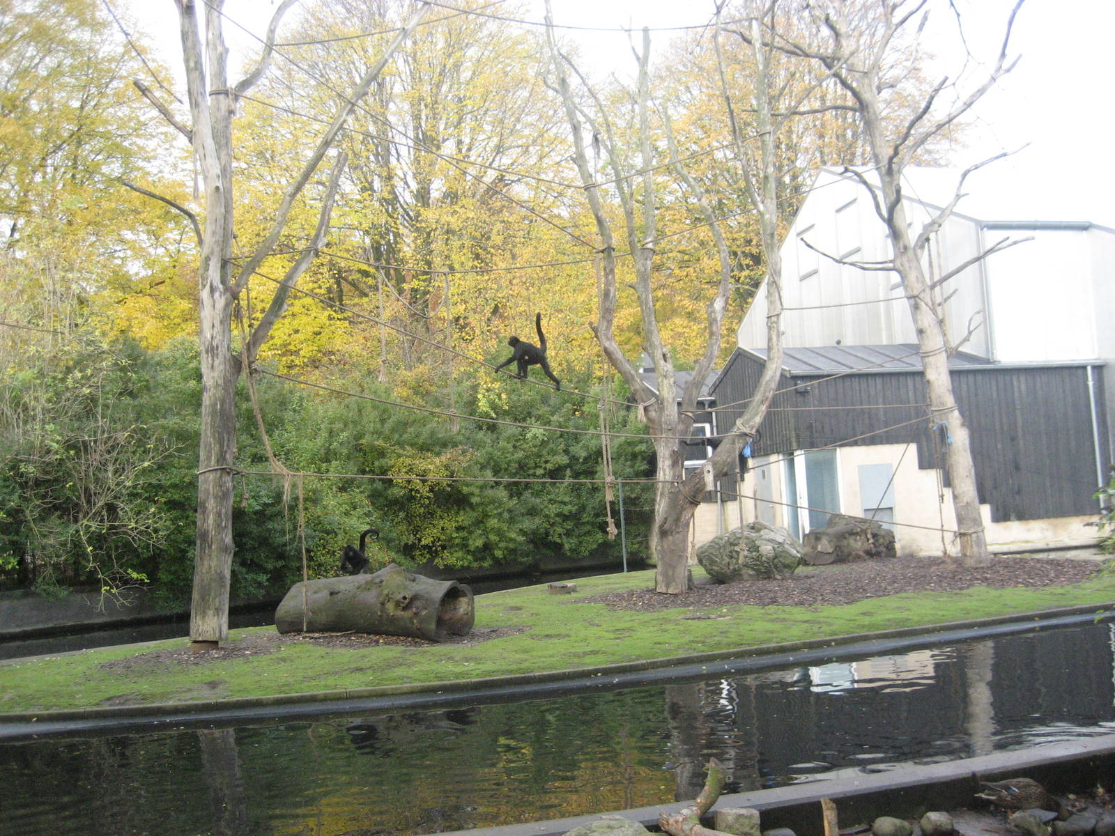 Aalborg Zoo - Monkey island