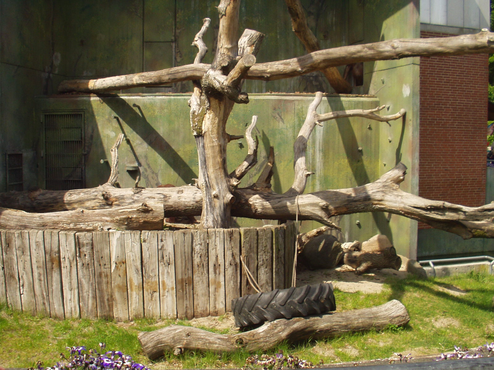 Aalborg Zoo - Orang-utan exhibit