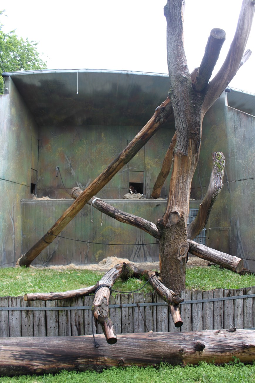 Aalborg Zoo - Orangutan exhibit (2)