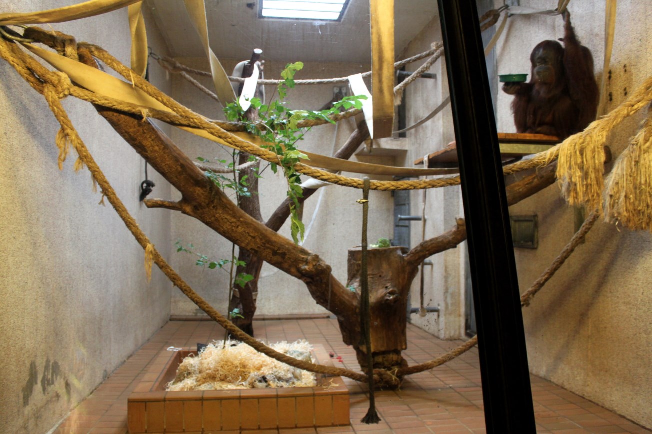 Aalborg Zoo - Orangutan House (1)