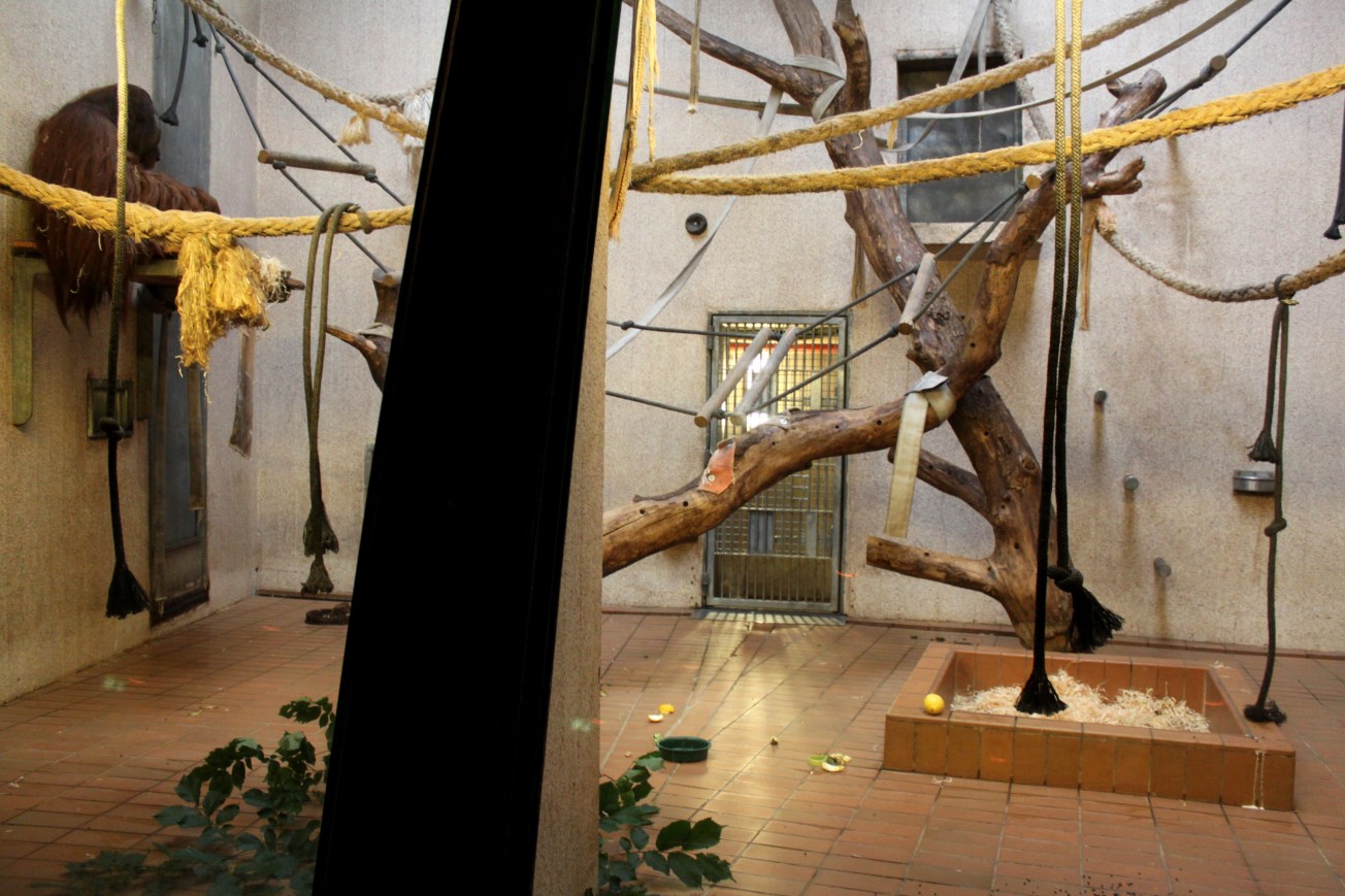 Aalborg Zoo - Orangutan House (2)