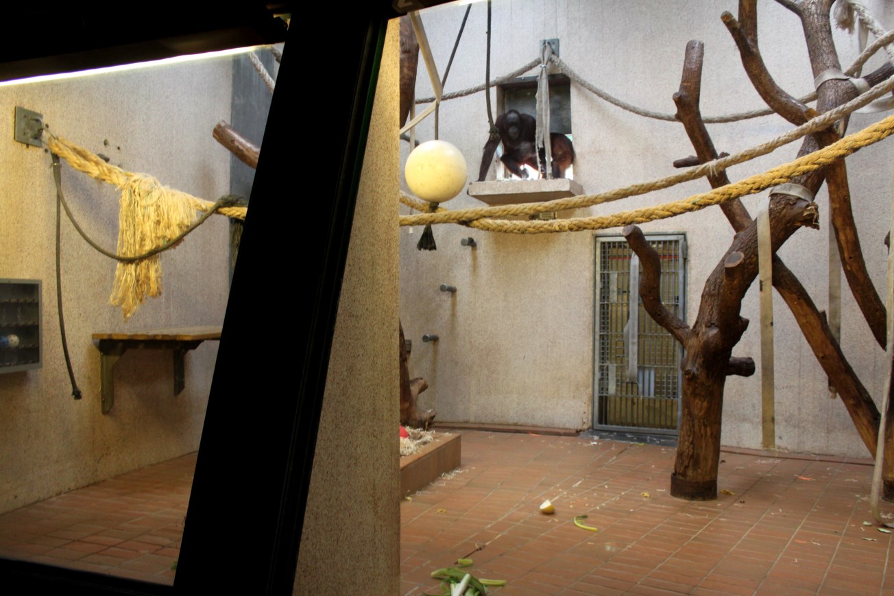 Aalborg Zoo - Orangutan House (3)