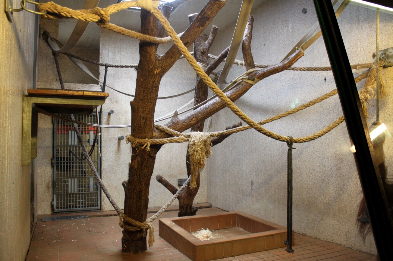 Aalborg Zoo - Orangutan House (4)