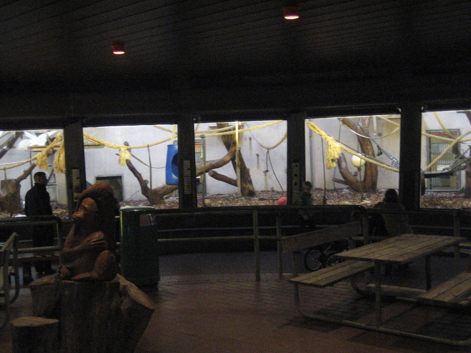 Aalborg Zoo - Orangutan indoors