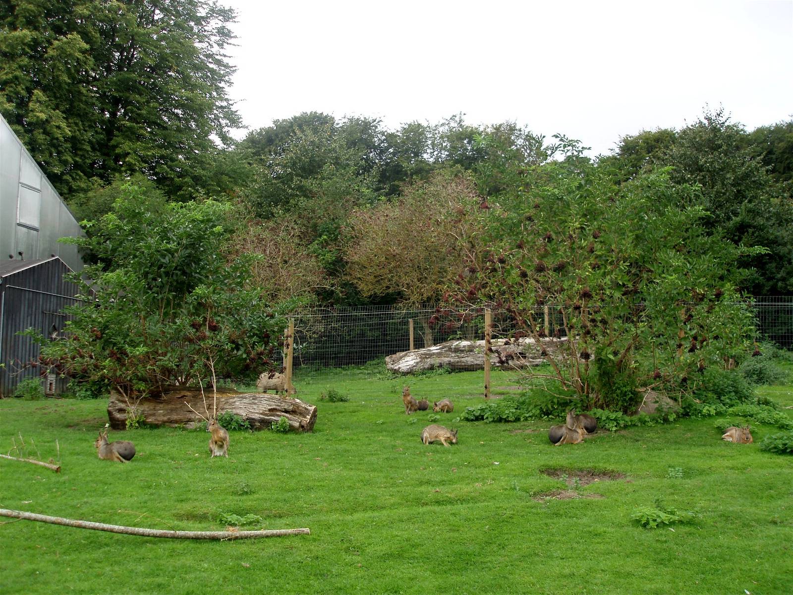 Aalborg Zoo - Pampas