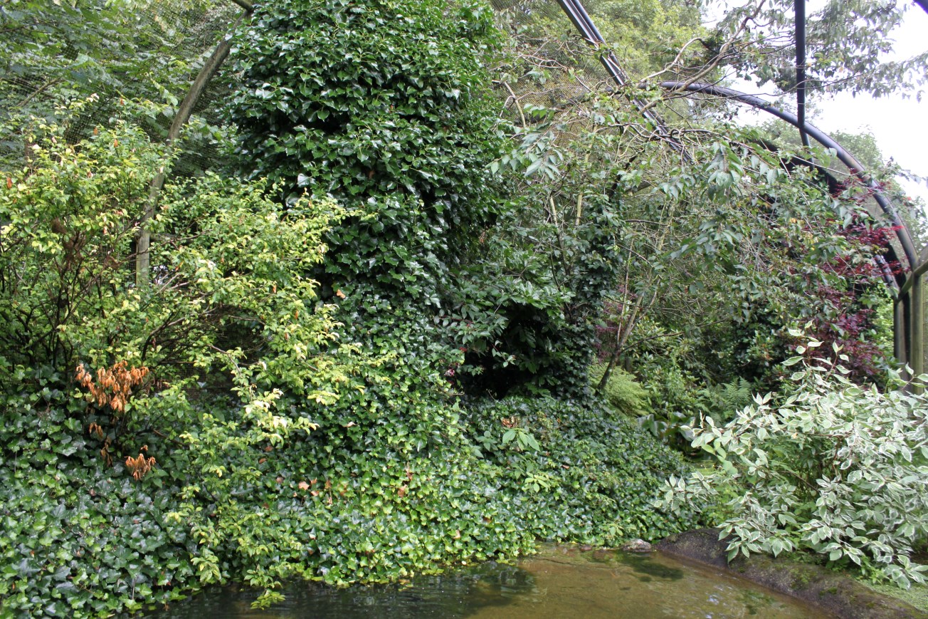 Aalborg Zoo - Panorama Aviary