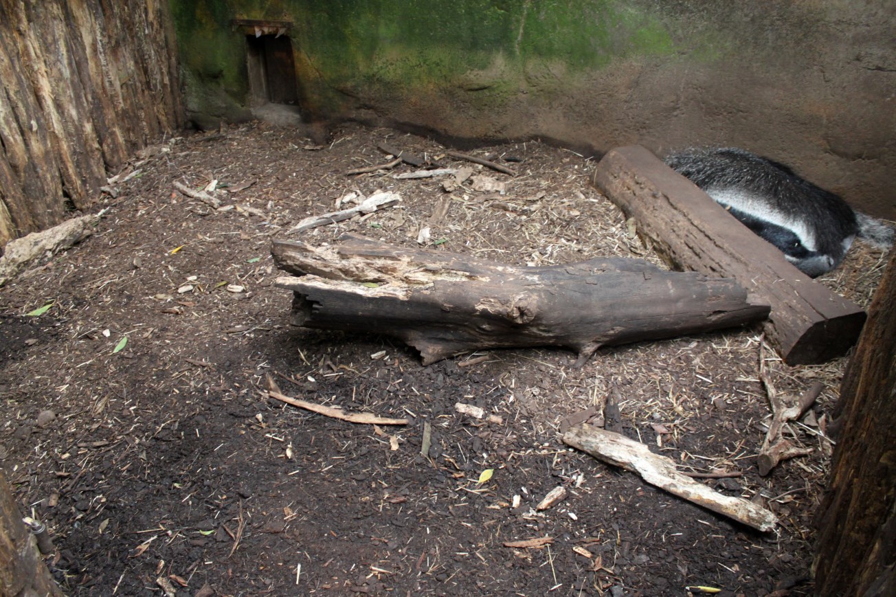 Aalborg Zoo - Payamino House (Anteater)