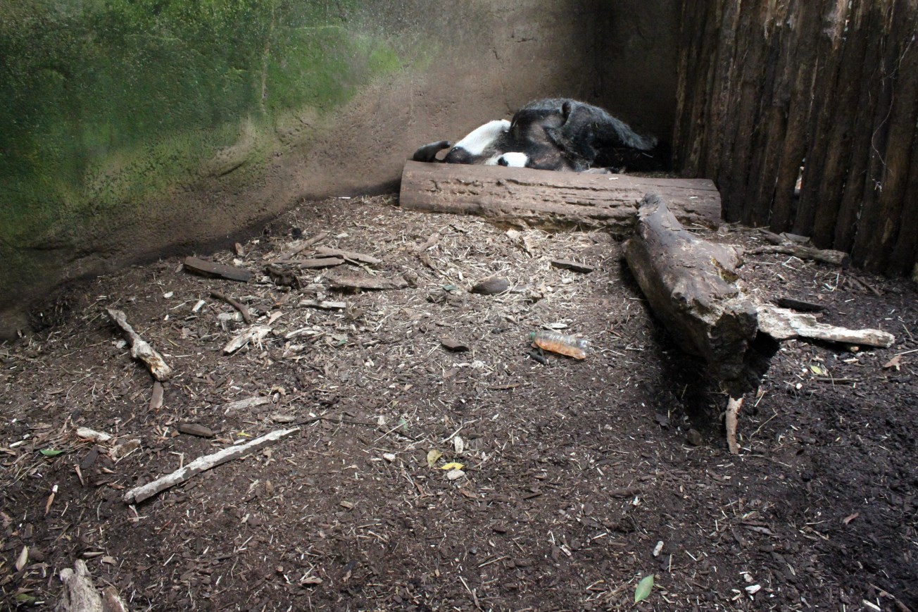 Aalborg Zoo - Payamino House (Anteater)